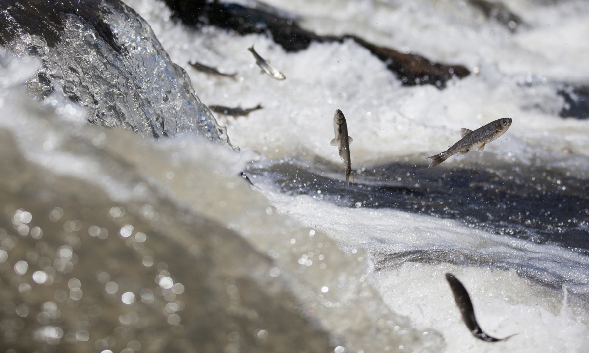 Est Chovendo Peixes Em Honduras Veja Se Real Ou N O Passa De Lenda