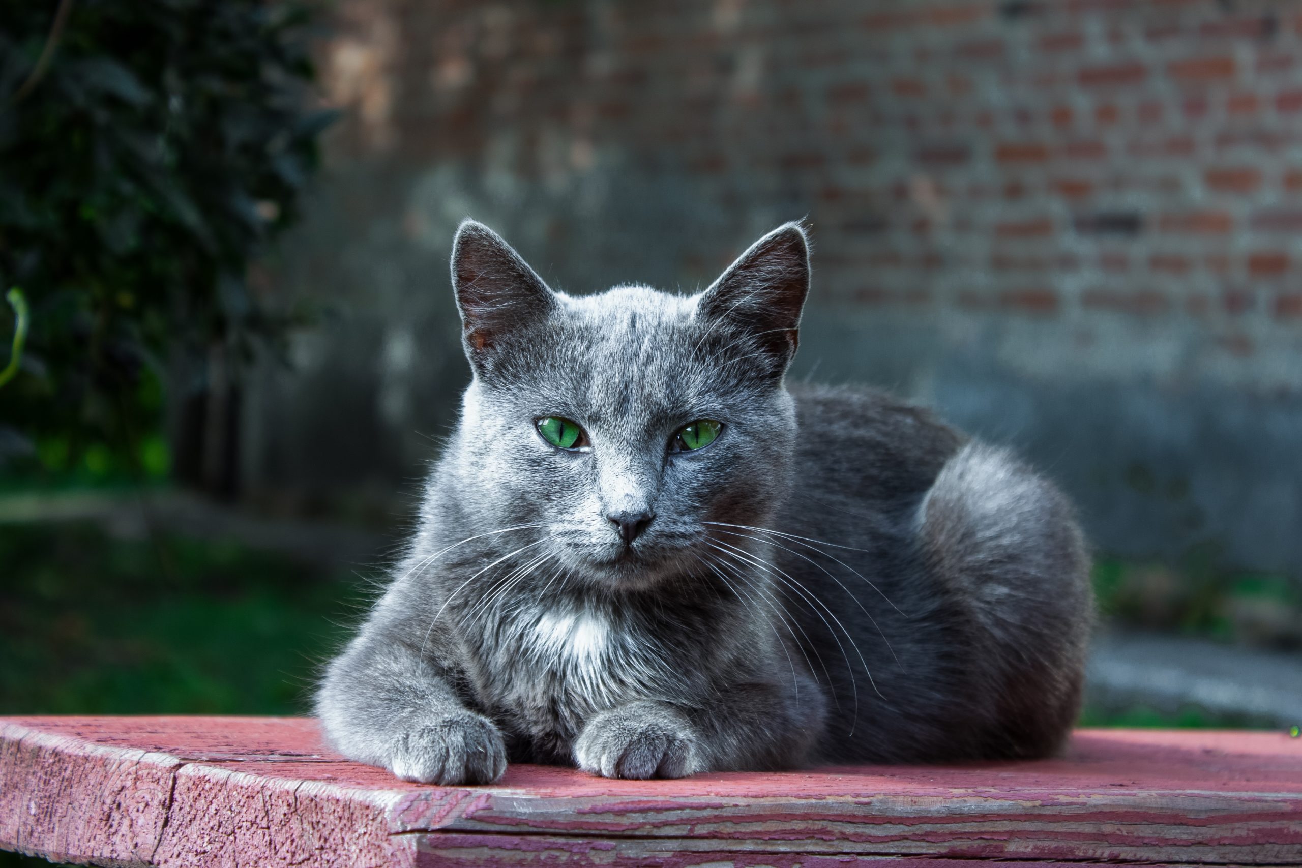 Beleza e mistério conheça tudo sobre o encantador gato Azul Russo