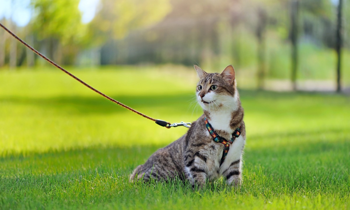 Afinal gatos podem passear fora de casa Entenda os riscos e benefícios