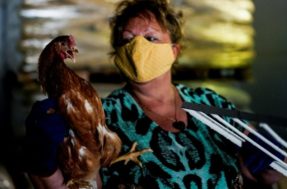 Nova cepa de gripe aviária é detectada em granjas da Inglaterra