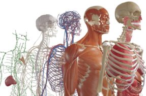 Cientistas suíços descobrem nova parte do corpo humano