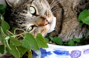 TikTok: gatos brincam com brinquedos de erva e ficam enlouquecidos