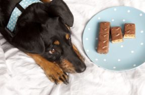 O que acontece aos cachorros se comerem chocolate?