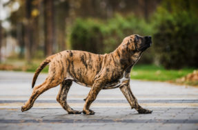 Cuidado, cão bravo: As 3 raças de cachorro mais perigosas do mundo