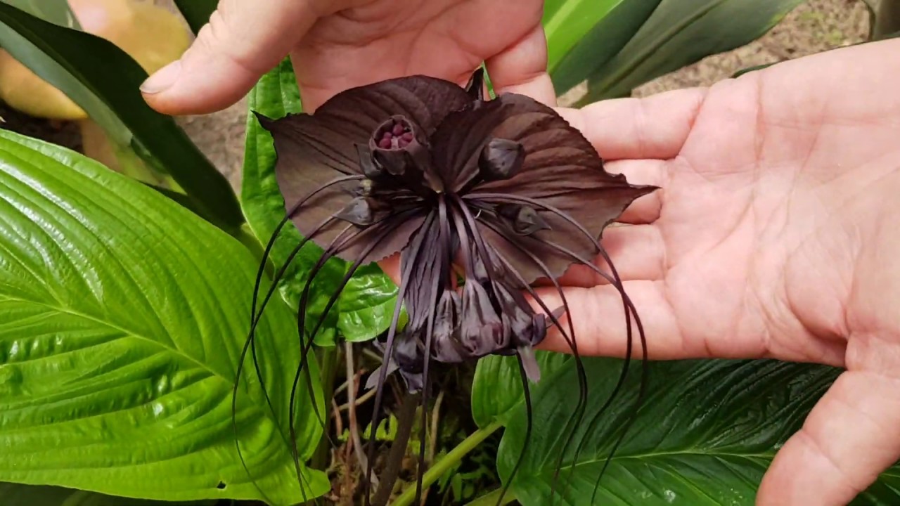 Flor-morcego, a planta desejada por colecionadores do mundo todo