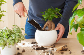 Aprenda a trocar uma muda de planta de vaso depois que ela cresceu