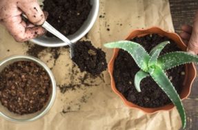 3 dicas de adubos caseiros que salvam qualquer planta
