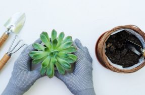 Como fazer adubo caseiro para cultivar suculentas em casa