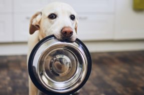 Dica de veterinário para evitar que seu cachorro peça o que você está comendo