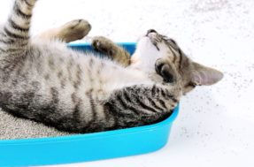 Empresa cria caixa de areia autolimpante e que ajuda a manter a saúde dos gatos