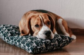 8 raças de cachorros com mais problemas de saúde (e o que eles têm)