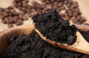 Fertilizante natural: Confira os benefícios da borra de café para as plantas