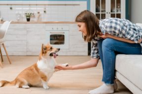 Descubra como ensinar seu cachorro a obedecer seus comandos