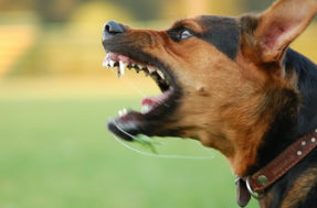Ladram e podem morder! Top 10 raças de cães mais agressivas