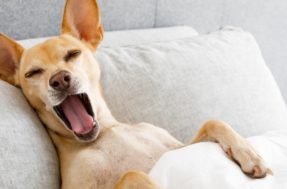 Não é por acaso: por que cachorros ‘escavam’ a cama antes de deitar?