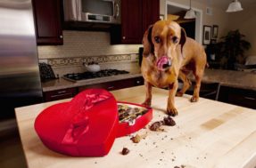 Chocolate faz mal para cachorro: O que fazer quando seu pet ingere o alimento