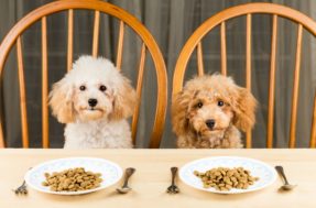 O perigo de alimentar cães com restos de alimento da sua mesa