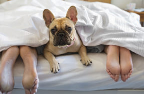 Dormir com o cachorro faz mal à saúde? Entenda o que pode acontecer!