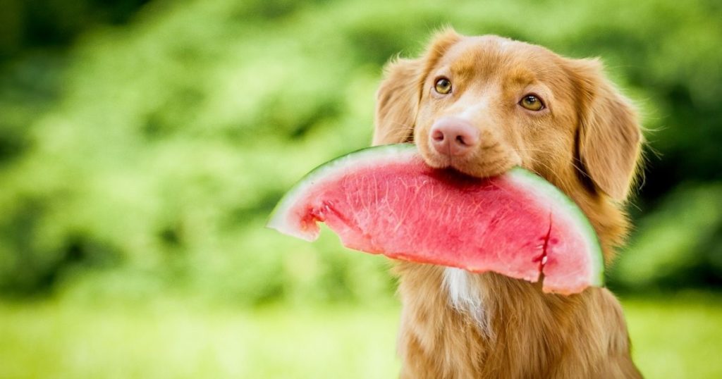 Frutas para cachorros