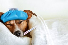 Gripe canina: como saber e o que fazer se meu cão estiver gripado