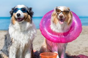 Posso levar meu cachorro à praia? Dicas incríveis para viajar com seu pet