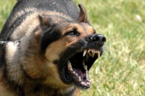 Aprenda alguns truques para educar os cães que são mais nervosos ou potencialmente perigosos