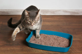 4 dicas úteis para reduzir o mau cheiro das fezes de gato