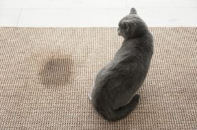 Veja como eliminar o cheiro de xixi de gato na casa