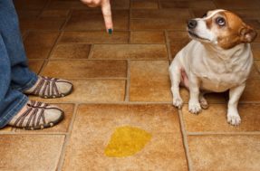 Erros que donos de cachorro cometem na hora de ensinar a fazer xixi e cocô