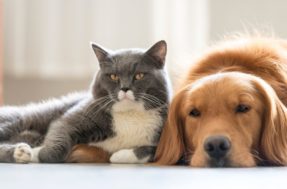Brincadeiras fáceis para estimular a amizade de cães e gatos