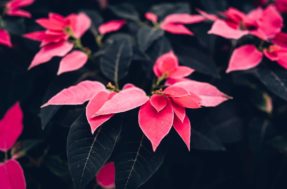 Flor de natal: aprenda como cultivá-la em casa e deixando seu jardim mais bonito