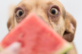 Frutas que fazem bem aos cachorros: confira a lista