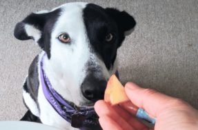 Não Pode: Frutas que fazem mal para o cachorro e ele não pode comer