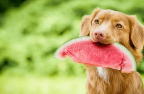 Cachorro pode comer fruta? Se forem estas 9 opções, então sim