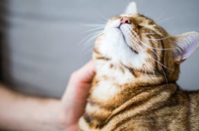 Sinais indicam se seu gato está feliz com a vida que leva
