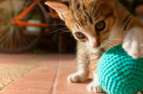 Confira os brinquedos e brincadeiras que podem ser feitas com seu gatinho em casa