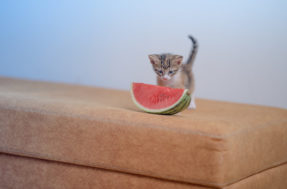 6 frutas que os gatos podem comer com certos cuidados