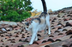Método para espantar os gatos que fazem a festa no seu telhado
