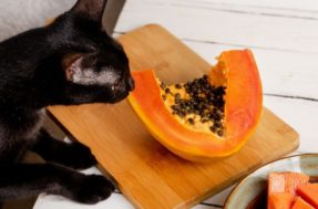 O que mais o gato pode comer além da ração? Descubra