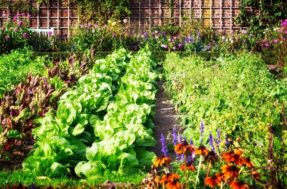 Estas 7 dicas vão te ajudar a deixar sua horta mais produtiva