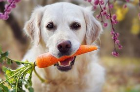 Saiba o que o seu cachorro pode ou não comer entre vegetais e legumes, para manter uma dieta saudável