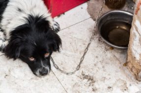Cachorro pode processar donos por maus tratos?