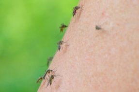 Verão sem mosquitos: 5 plantas mantêm os pernilongos longe de casa