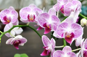 Substrato ‘bomba’ para orquídeas; elas vão pesar de tantas flores