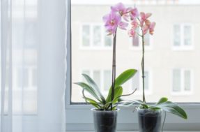 Truque chinês para suas orquídeas: elas nunca ficam sem florescer!