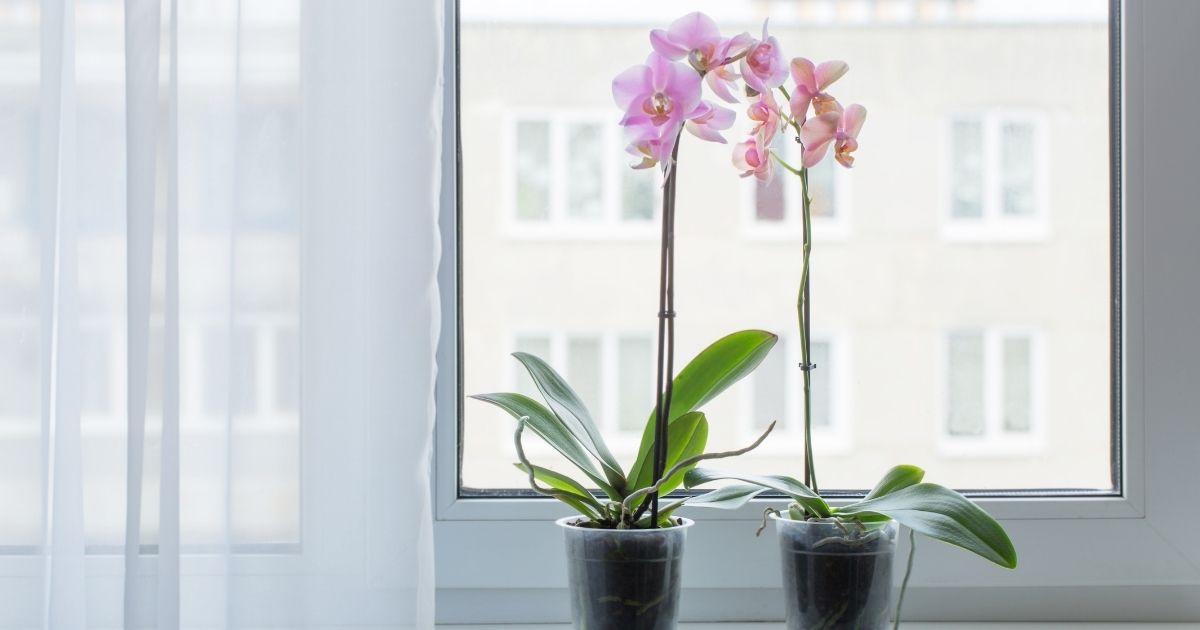 Descubra quais as plantas ideias para decorar sua casa com base no seu signo do zodíaco