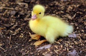 Divertidos e companheiros: Saiba o que é necessário para ter um pato como pet