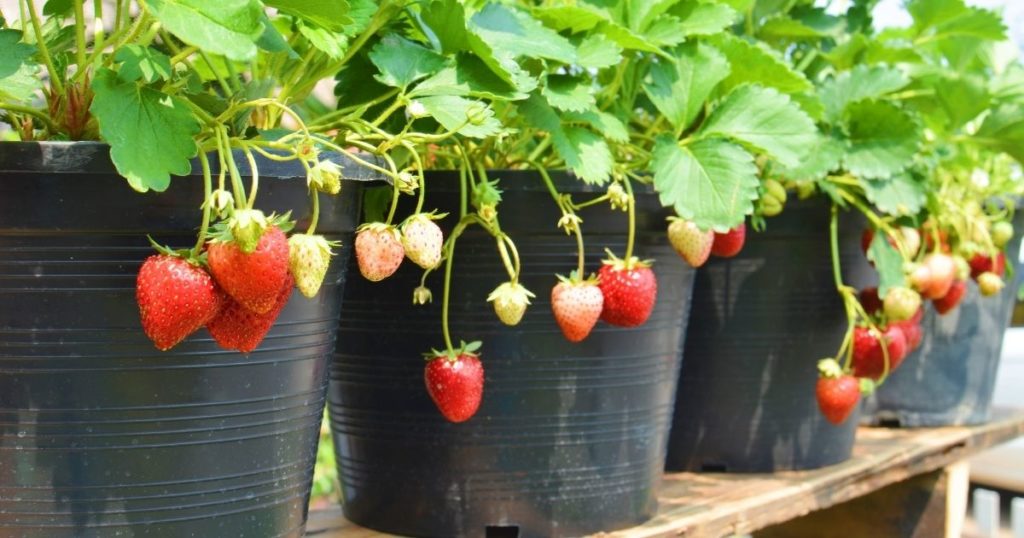 Como Plantar Morango Em Vaso 4 Passos SUPER Simples