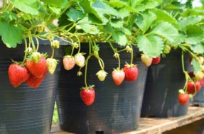 Como plantar morangos no vaso: passo a passo para ter frutas deliciosas em casa