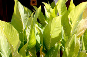 Plantas com folhas amareladas: Quais as causas e quais cuidados devem ser tomados